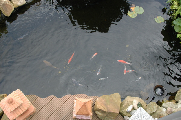 Koi zum Verkauf