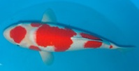 maruten_kohaku