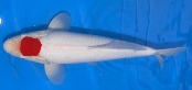tanchokohaku